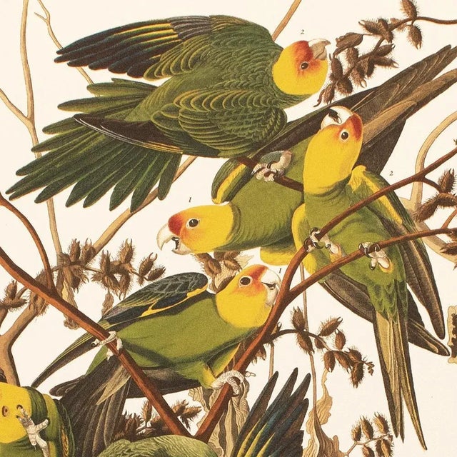 Chinoiserie 1990s Carolina Parrots After Audubon, Large American Classical Print For Sale - Image 3 of 10