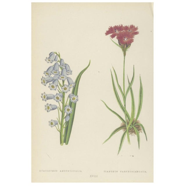 Late 19th Century David Wooster, Victorian Triptych of Alpine Flowers from Alpine Plants, 1874, Print, Set of 3 For Sale - Image 5 of 5