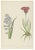 Late 19th Century David Wooster, Victorian Triptych of Alpine Flowers from Alpine Plants, 1874, Print, Set of 3 For Sale - Image 5 of 5
