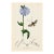 Rare Antique John Curtis Botanical & Insect Engravings C. 1825, One Print For Sale