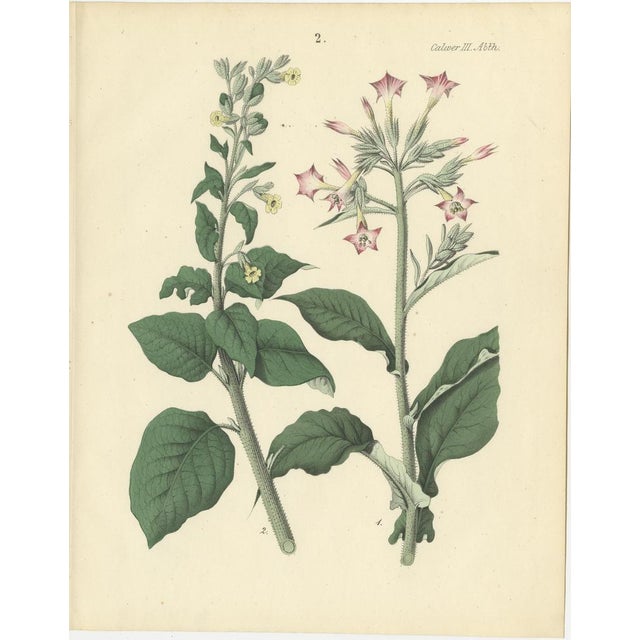 Calwer, Botanical Plates of Technical Plants, 1854, Prints, Set of 12 For Sale - Image 3 of 15
