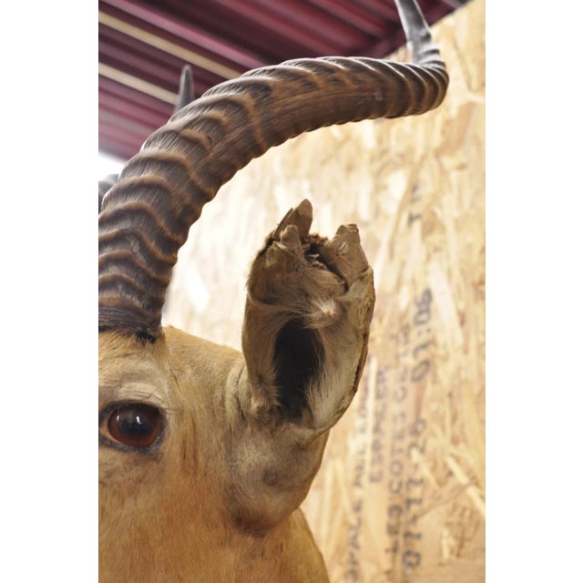 Vintage African Impala Shoulder Mount Wall Taxidermy Man Cave Lodge Home Decor For Sale In Philadelphia - Image 6 of 18