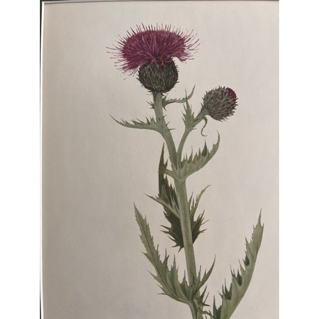 Wood Vintage Botanical Prints Framed - Set of 6- Authentic Vintage 1953 Prints For Sale - Image 7 of 7