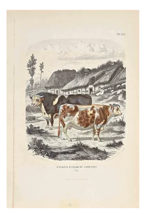Paul Gervais, The Cows, Original Lithograph, 1854