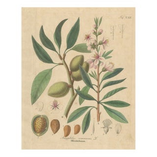 Amygdalus Communis, 1800s, Paper For Sale