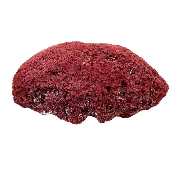 Shell Large Natural Red Pipe Coral Specimen. #2 For Sale - Image 7 of 8