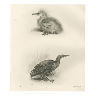 After Lilian Medland, Young Night Heron, 1909, Print For Sale