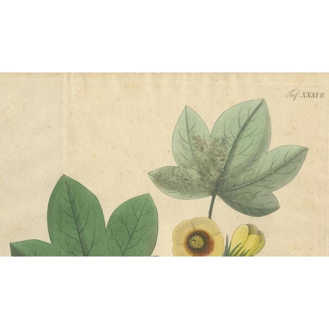 Gossypium Herbaceum, 1831, Paper For Sale - Image 3 of 10