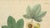 Gossypium Herbaceum, 1831, Paper For Sale - Image 3 of 10