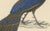 Nicolas Huet and Jean Gabriel Prêtre, Palawan Peacock-Pheasant, 1838, Paper For Sale - Image 3 of 6
