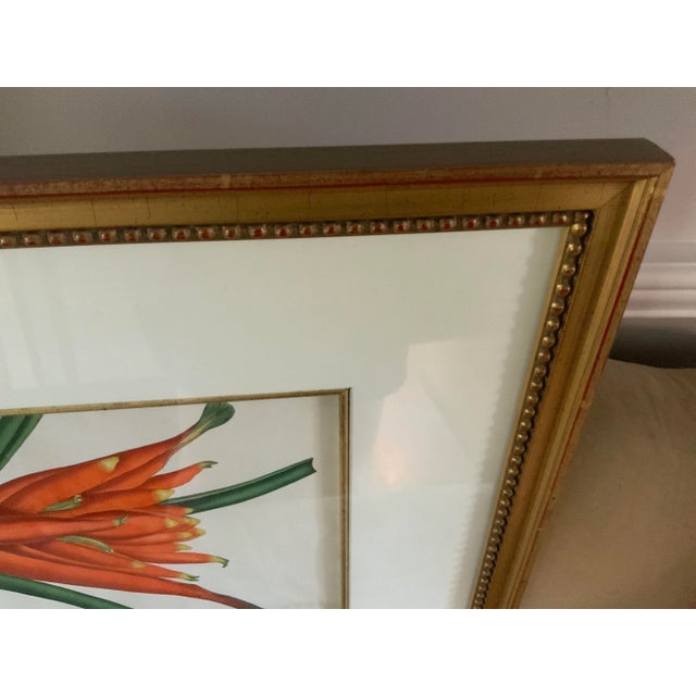 Double Matted Framed Botanical Illustration of Strelitziareginea – Bird of Paradise Crane Flower For Sale In Chicago - Image 6 of 8