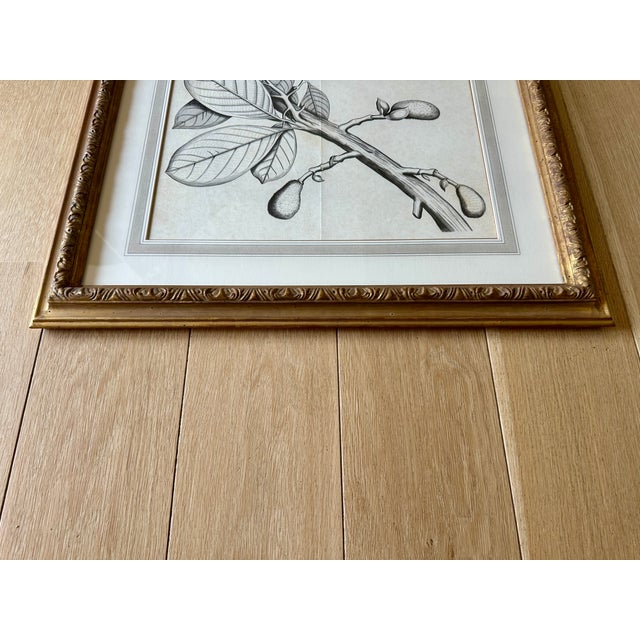 Dennis & Leen Botanical Print With Gilded Frame – DL-Art 39 For Sale - Image 4 of 9