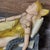 Ceramic Flambro Mystic Fairy Figurine - Four Seasons - Summer Elf - By Michael Talbot For Sale - Image 7 of 8
