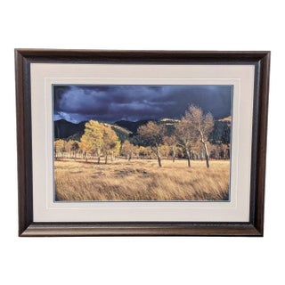 Thomas Mangelsen “Winds of Change” Framed Landscape Print – Trees in Field Wall Art For Sale