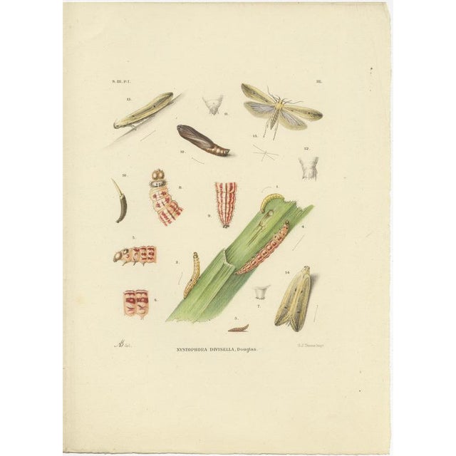 Sepp & Brants, Sciapteron Xystophora Moths, 1906, Paper, Set of 2 For Sale - Image 3 of 13