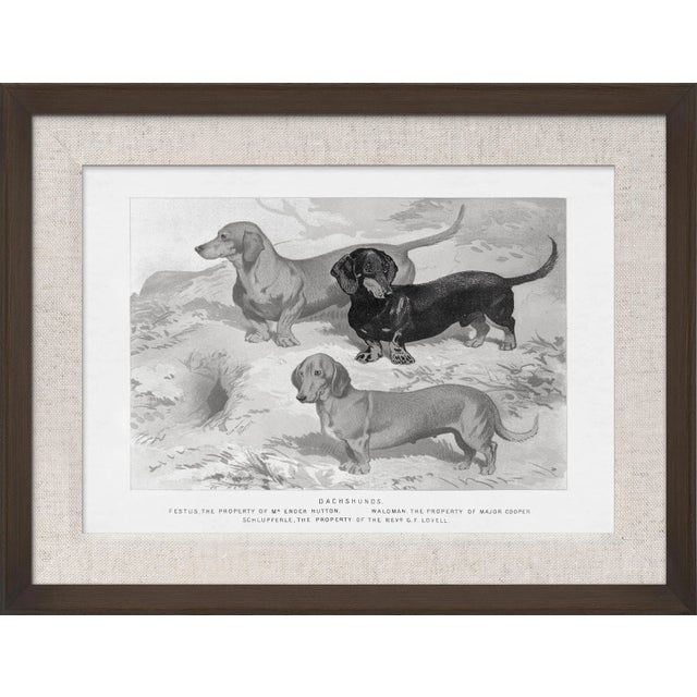 Contemporary Cassell Dogs; Dachshunds, Framed Artwork For Sale - Image 3 of 3