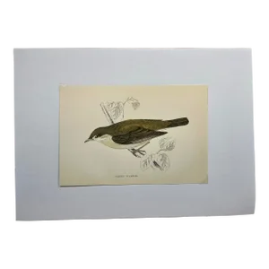Antique Hand Tinted Bird Print From England Featuring a Brown & Tan Garden Warbler - Circa 1888