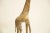 Mid 20th Century Extra Large Vintage African Bronze Giraffe For Sale - Image 5 of 7