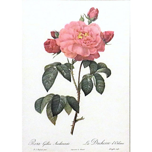 FREE SHIPPING ANYWHERE IN THE CONTINENTAL US! This is a set of gorgeous vintage French botanical lithographs by P. J....