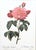 FREE SHIPPING ANYWHERE IN THE CONTINENTAL US! This is a set of gorgeous vintage French botanical lithographs by P. J....