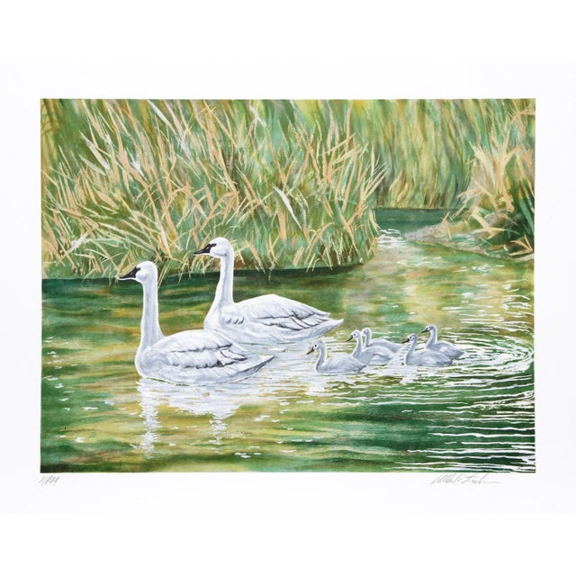 Modern Allen Friedman, Swans, Lithograph For Sale - Image 3 of 3