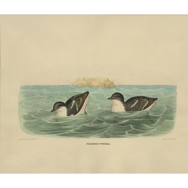 After D. G. Elliot, Bird Illustration of Least Auk, 1869, Print For Sale - Image 3 of 9