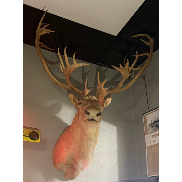 Vintage Caribou Taxidermy Mount – Impressive Oversized Antler Rack For Sale - Image 9 of 9