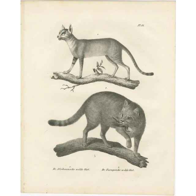 Paper C.C. G. Zool, African and European Wild Cats in Natural Poses, 1836, Print For Sale - Image 7 of 11