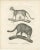 Paper C.C. G. Zool, African and European Wild Cats in Natural Poses, 1836, Print For Sale - Image 7 of 11