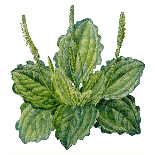 French Country Rooster and Plantain Platters- Set of 2 For Sale - Image 3 of 3