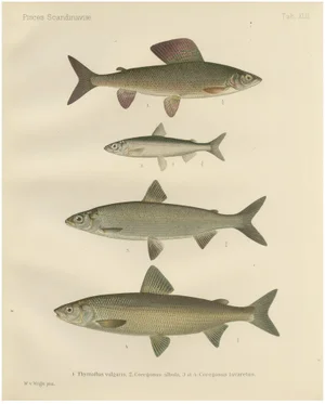 Grayling and Whitefish, 1895, Paper
