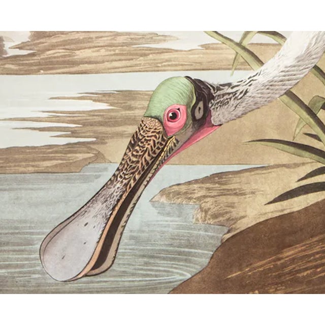 The Abbeville Press edition (1985) of the Roseate Spoonbill (Plate 321) facsimile is a world-class reproduction of John...