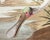 The Abbeville Press edition (1985) of the Roseate Spoonbill (Plate 321) facsimile is a world-class reproduction of John...