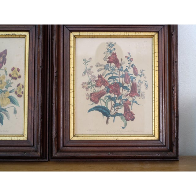 Antique carved walnut frames, with two botanical lithographs. *Yes, these are sold as a pair.