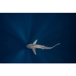 Ken Kiefer 2, Overhead View of Sandbar Shark, Photographic Paper For Sale