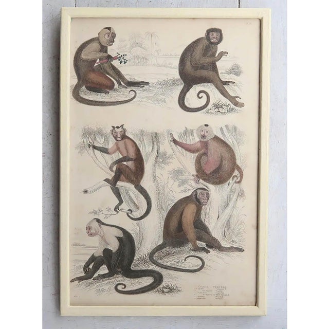 Paper Monkey, 1830s, Paper, Framed, Set of 10 For Sale - Image 7 of 12