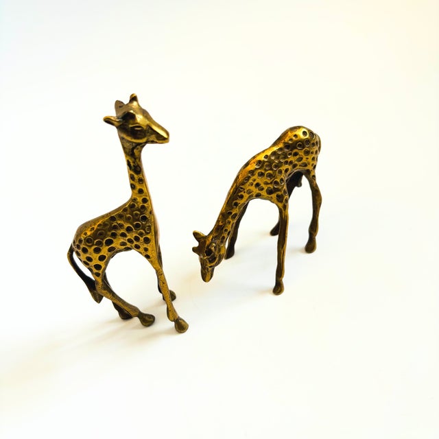 A set of 2 vintage brass giraffes - one in a bending position and the other in an upright standing position. Beautiful...