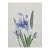 1995 Julie Stephens Iris Still Life Watercolor For Sale
