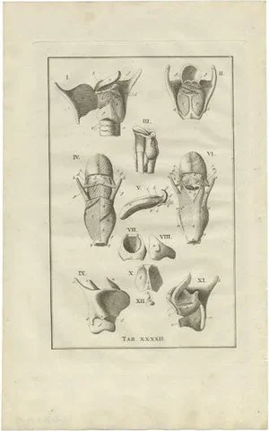 Bartolomeo Eustachi, Anatomy Illustration of the Head and Neck, 1798, Print