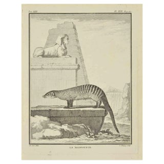 Jean Charles Baquoy, La Mangouste, Etching, 1771 For Sale