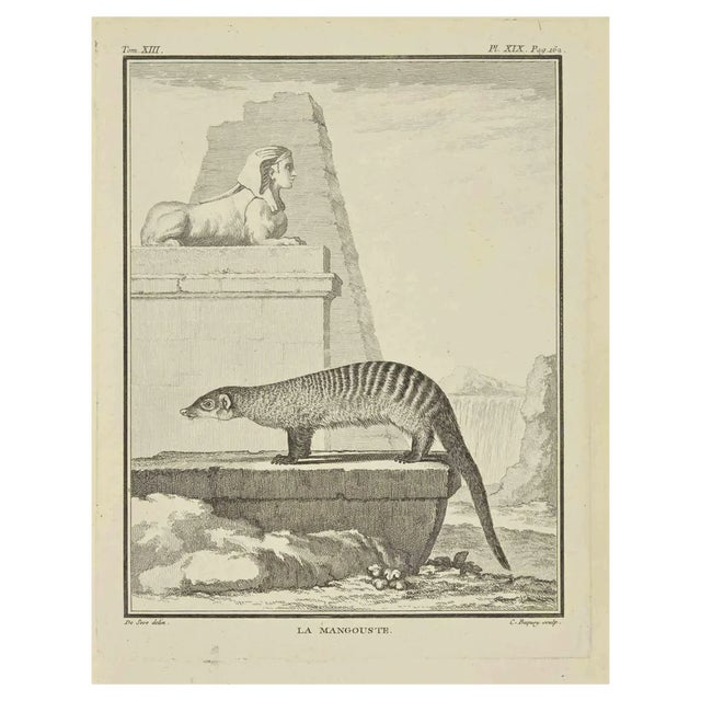 Jean Charles Baquoy, La Mangouste, Etching, 1771 For Sale