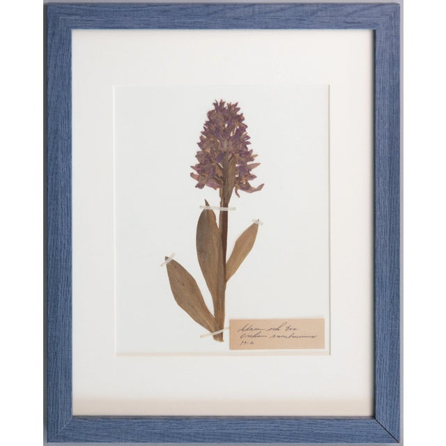 French Country Custom Framed Antique Swedish Botanical Herbariums, Set of 2 For Sale - Image 3 of 8
