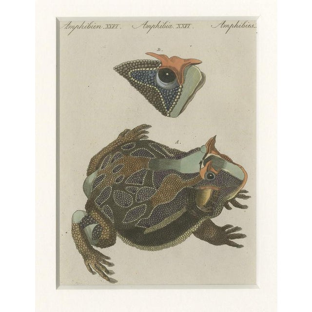 Antique South American Horned Frog, 1798 For Sale - Image 6 of 10