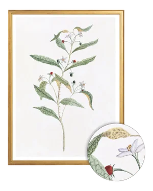 Celerie Kemble Curated Australian Botanical VIII (40x60) in Gold Frame