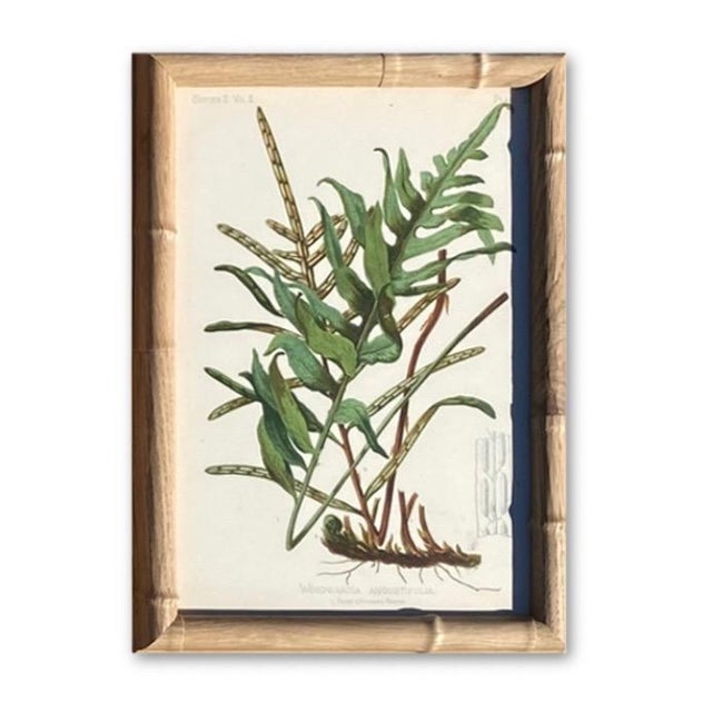 Wood Framed Antique Chromolithographs Set of 7 From "Wild Flowers of America", Series II Volume Ii, L. Prang & Co., Boston (C. 1879) For Sale - Image 7 of 18