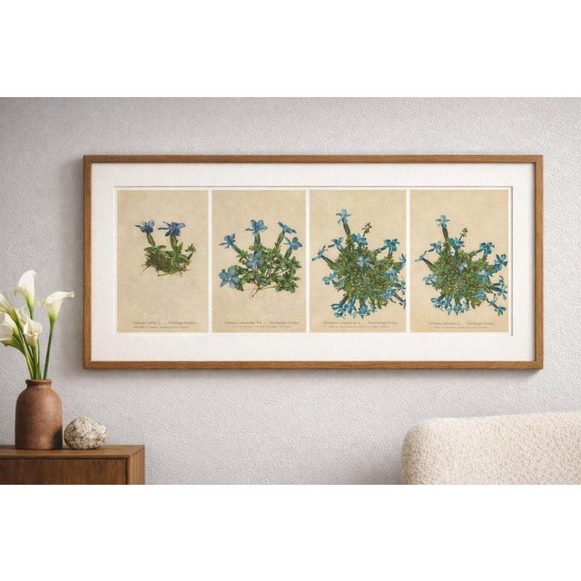 Alpine Gentian Botanical Prints Set of 4, Antique Chromolithographs 1897 A refined and visually striking set of four...