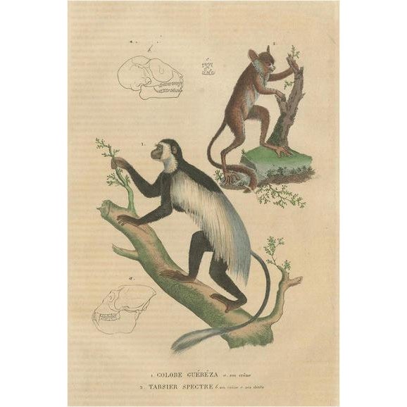 The Eastern Black-and-White Colobus and Tarsier, 1845, Paper For Sale - Image 6 of 6
