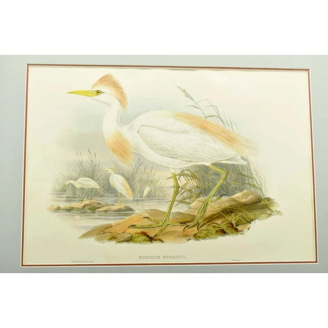 Up for sale is an original antique John Gould Bubulcus Russatus color lithograph. It's done with a realistic approach and...