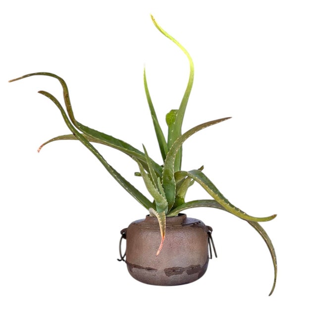 Antique Meiji Japanese Chagama Iron Metal Tea Kettle For Sale - Image 12 of 15