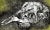 Impressionist Arnold A. Grossman, Skull, 1990 For Sale - Image 3 of 5